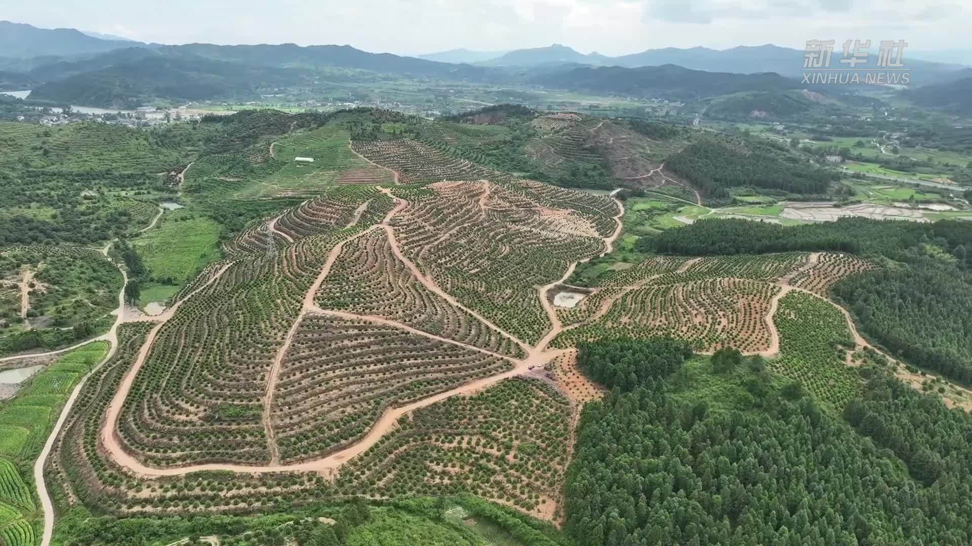 湖南靖州：集体林地“三权分置”让生态优势转化为发展优势