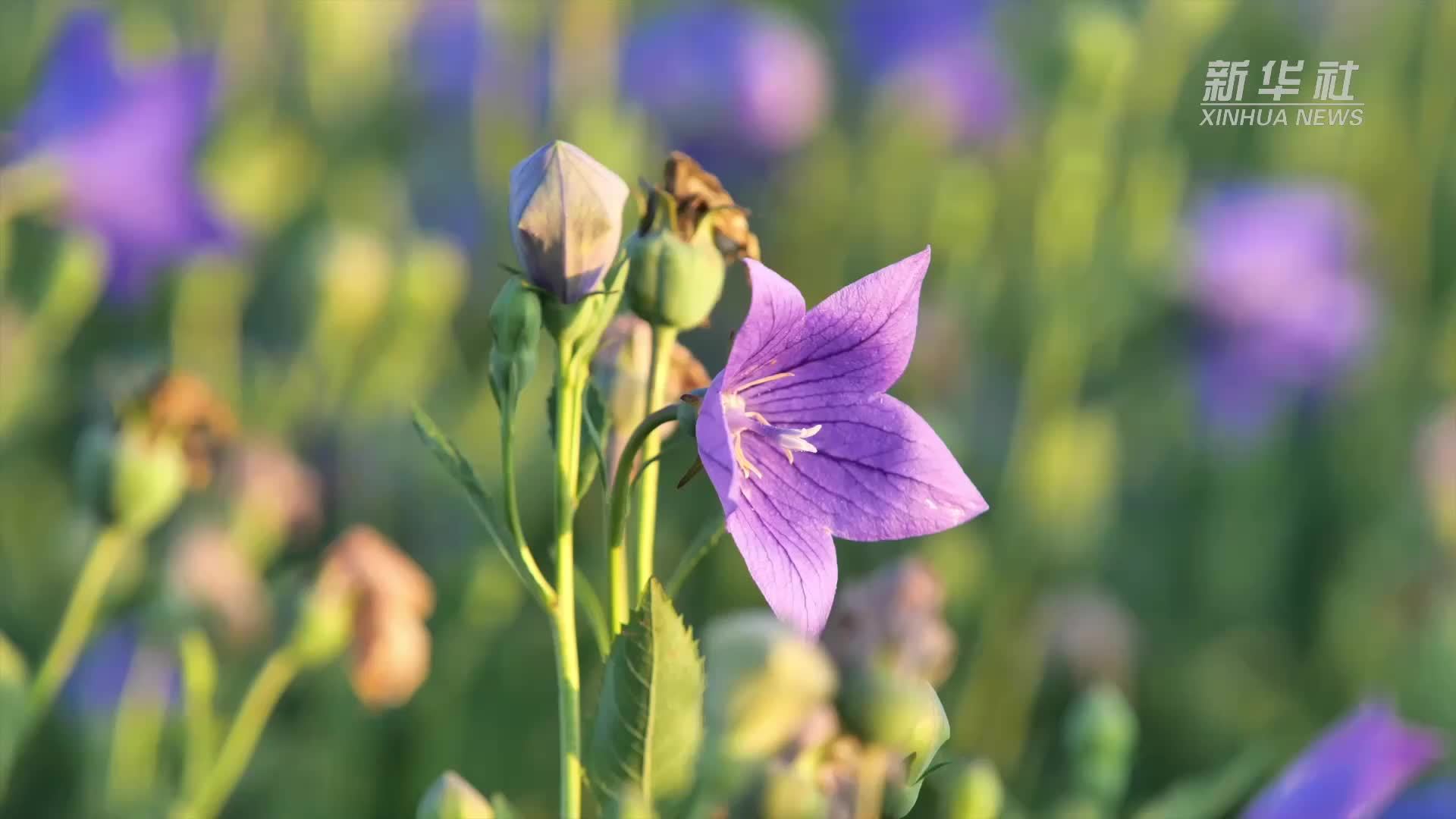 千城胜景｜桔梗花开 十里药香