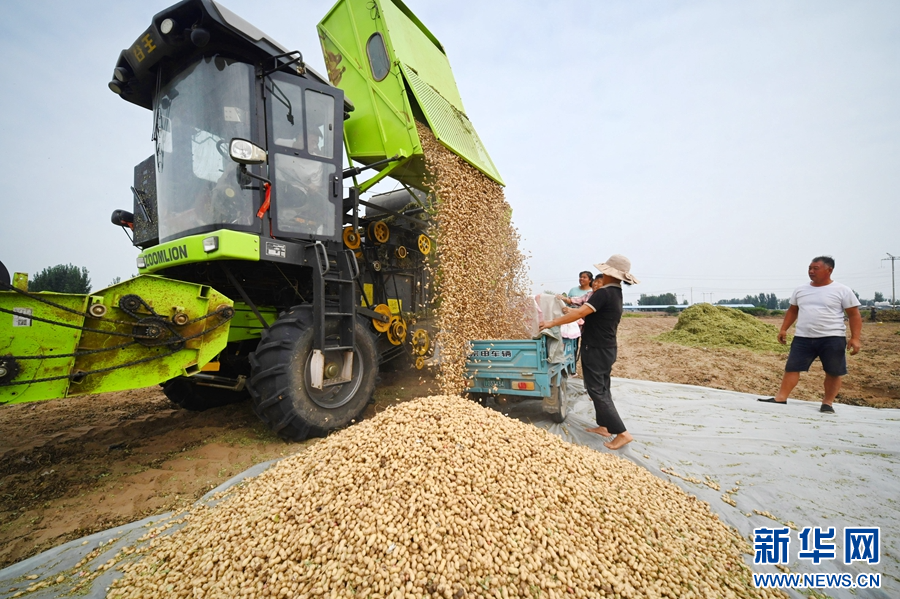 9月3日，河南省开封市鼓楼区仙人庄街道沙胡刘村，农民在收获花生。