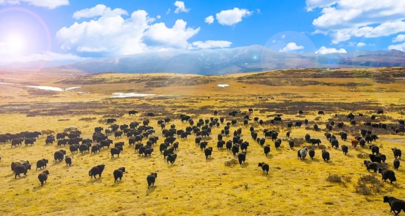 高原草地畜牧业是碌曲县的传统产业(资料照片)