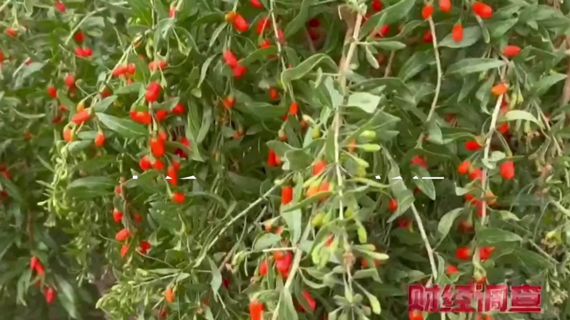 央视曝光“毒枸杞”加工现场，为有更好卖相，有农户给枸杞“熏硫磺”、加焦亚硫酸钠