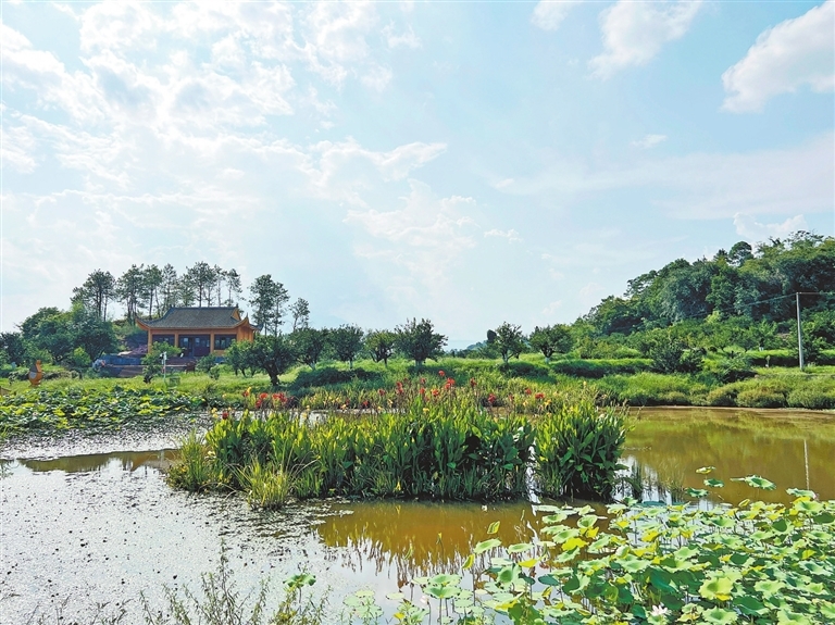 琴城镇橘园内的人工湿地焕发新活力。