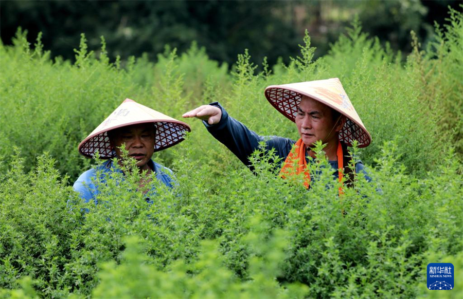 在广西仙草堂制药有限责任公司基地，工人在查看青蒿生长情况（8月28日摄）。新华社记者 黄孝邦 摄