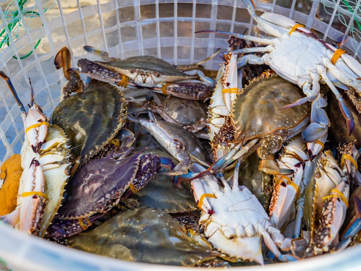 9月3日，刚捕捞上岸的新鲜螃蟹。薄林 摄