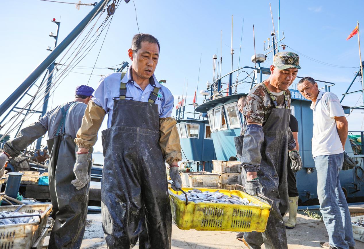 9月3日，一筐筐的海货被抬下渔船进行分拣。宋年升 摄