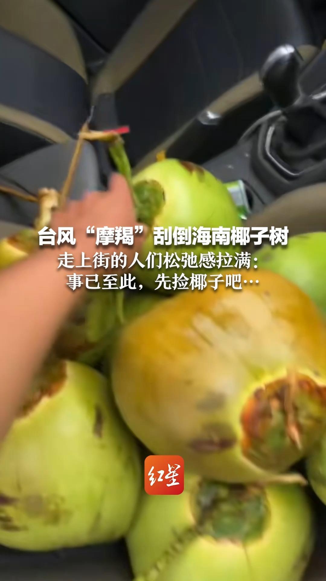 台风“摩羯”刮倒海南椰子树 走上街的人们松弛感拉满：事已至此，先捡椰子吧…