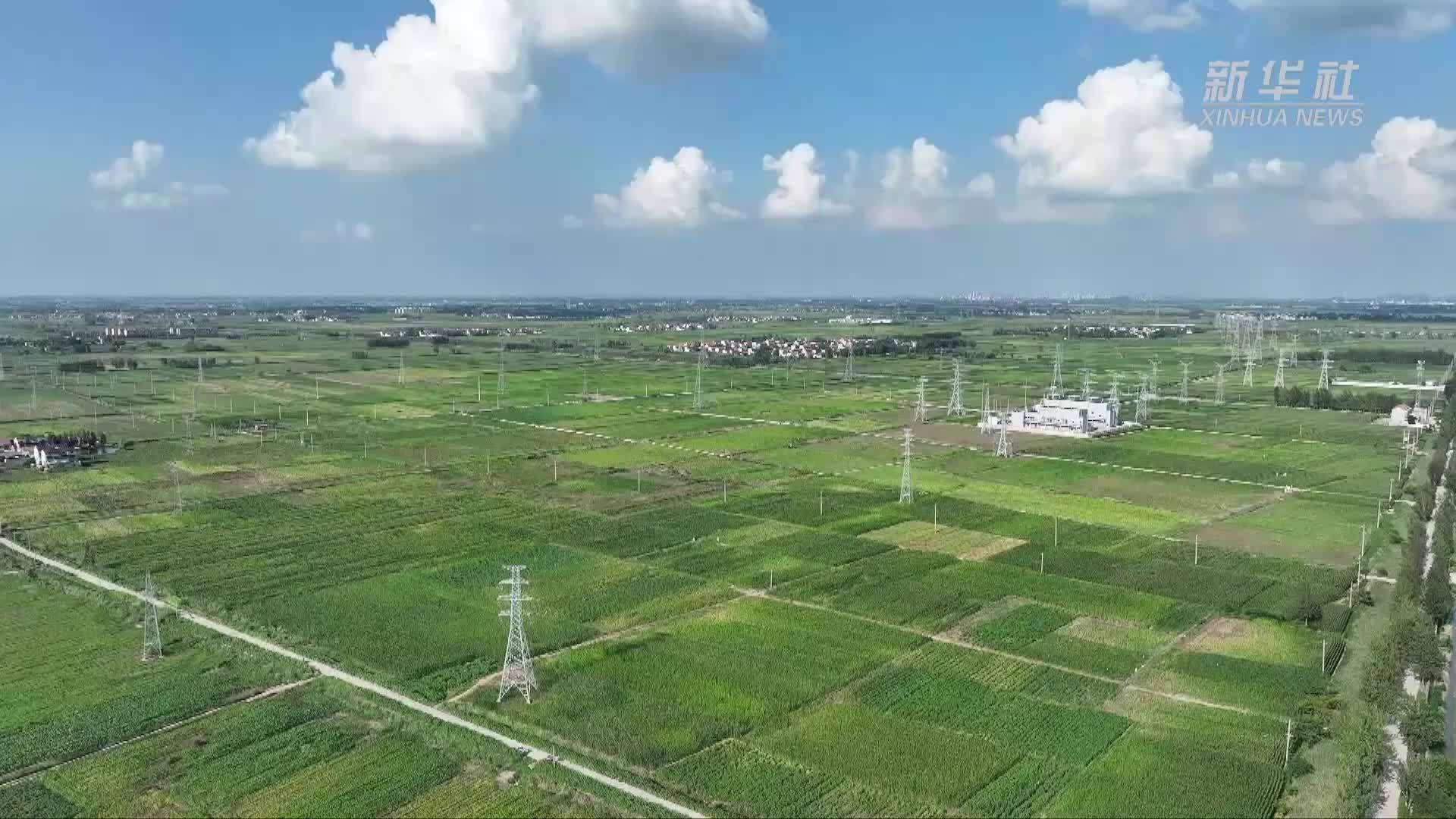 千城胜景｜山东巨野：稻田白鹭舞翩跹