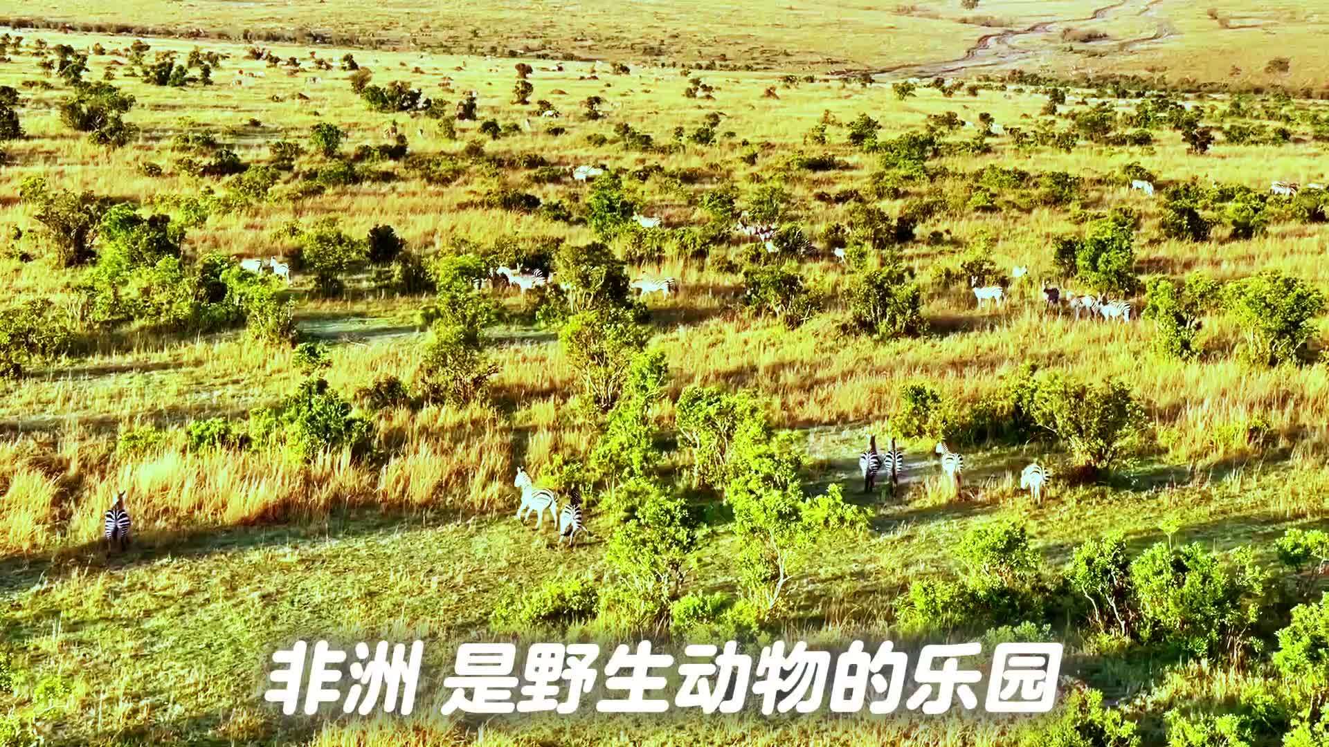 60秒看非洲野生动物