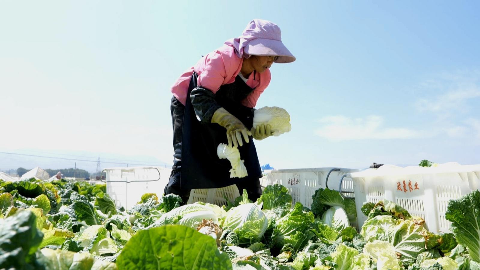 2万多亩高原夏菜喜丰收　永昌拎好致富“菜篮子”