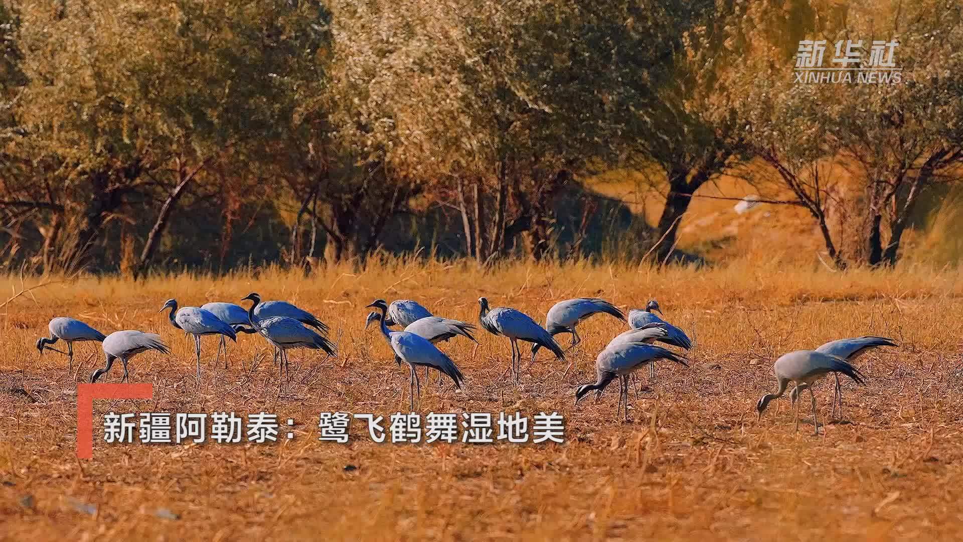 新疆阿勒泰：鹭飞鹤舞湿地美