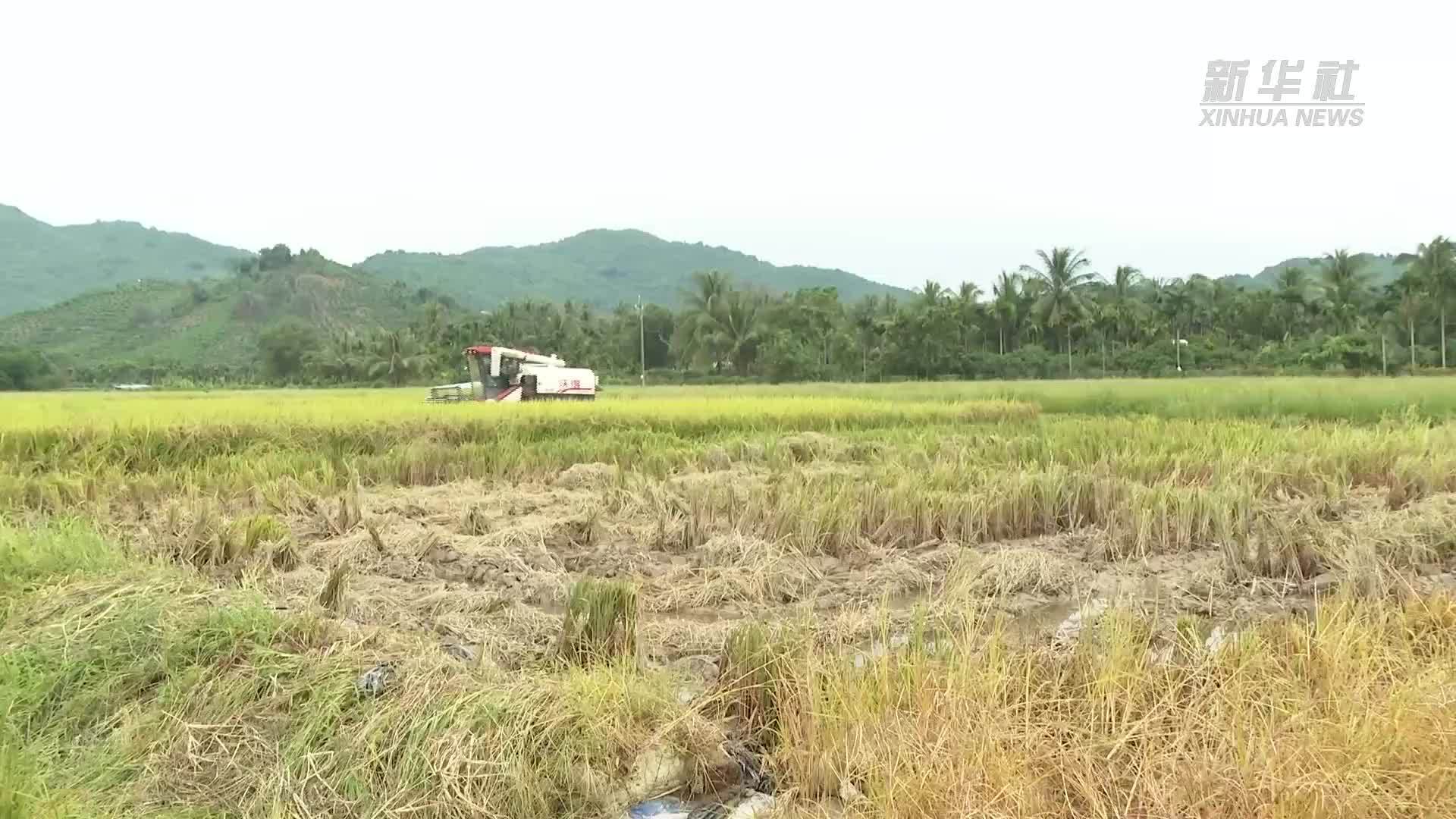 海南三亚：全力抢收农作物 防范“摩羯”进行中