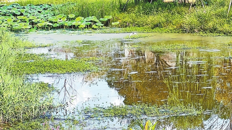 洽湾镇洽湾村的人工湿地。