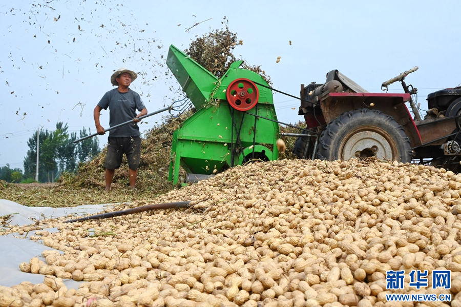 9月3日，河南省开封市鼓楼区仙人庄街道沙胡刘村，农民在收获花生。