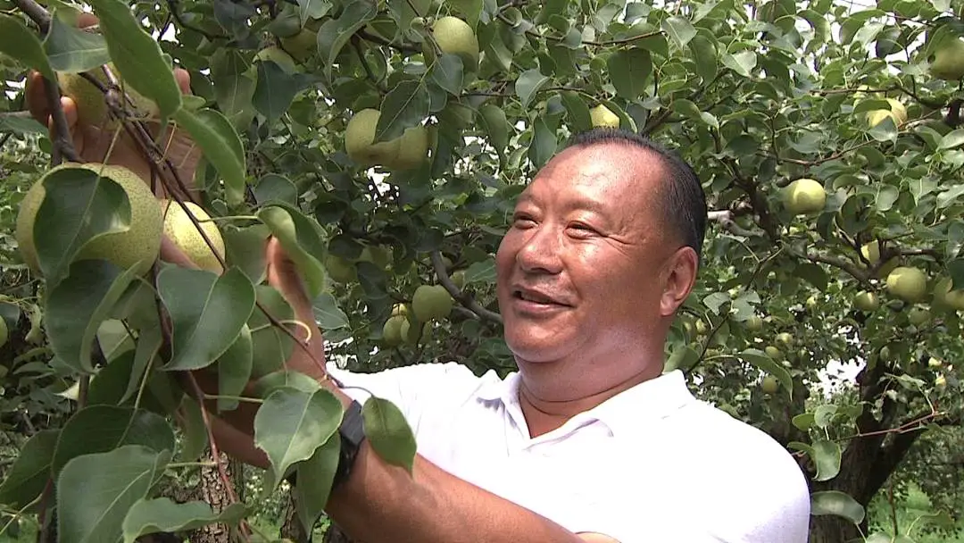 江苏丰县：丰收盛景 振兴“梨”量