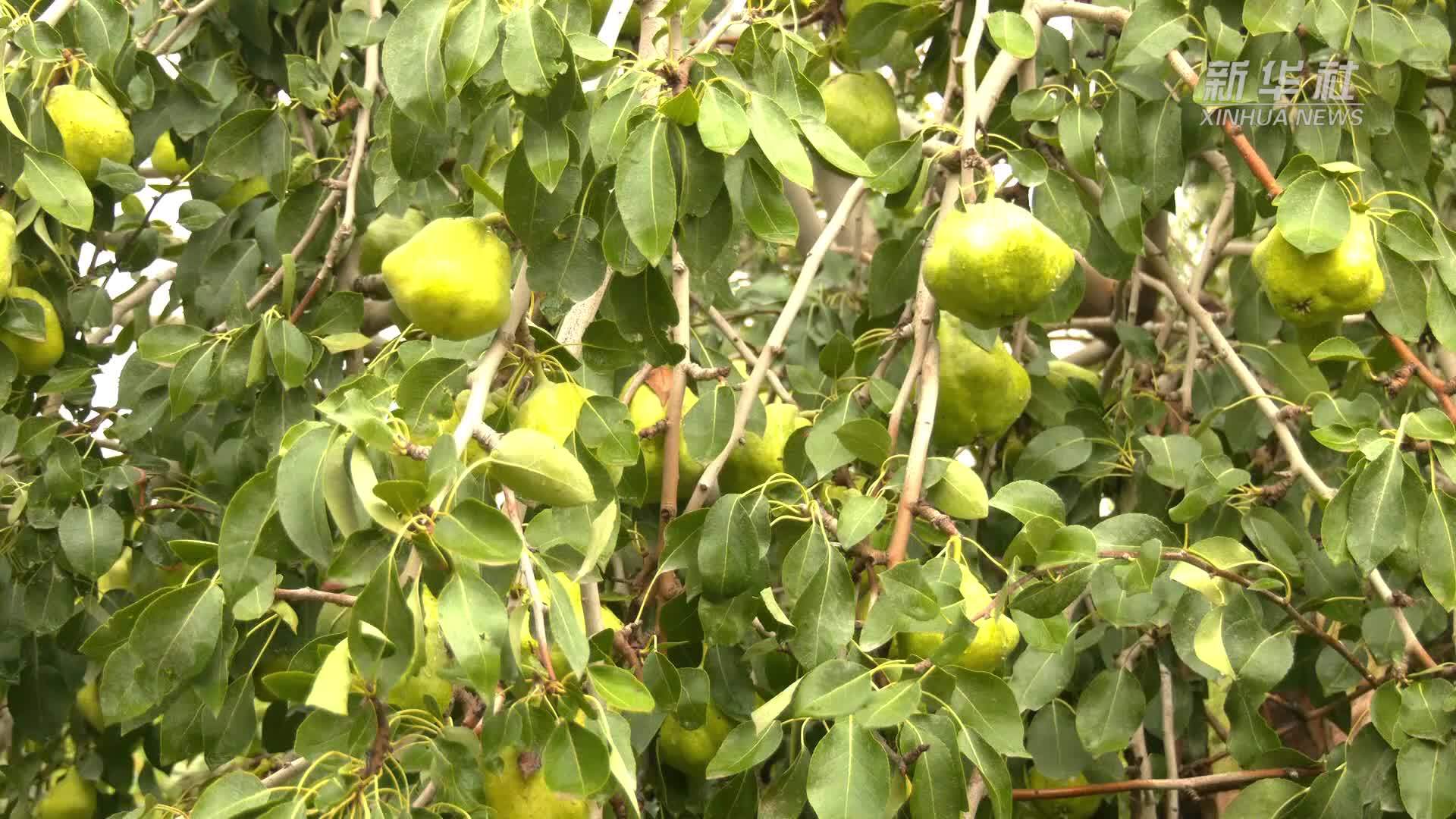 新疆八角梨图片