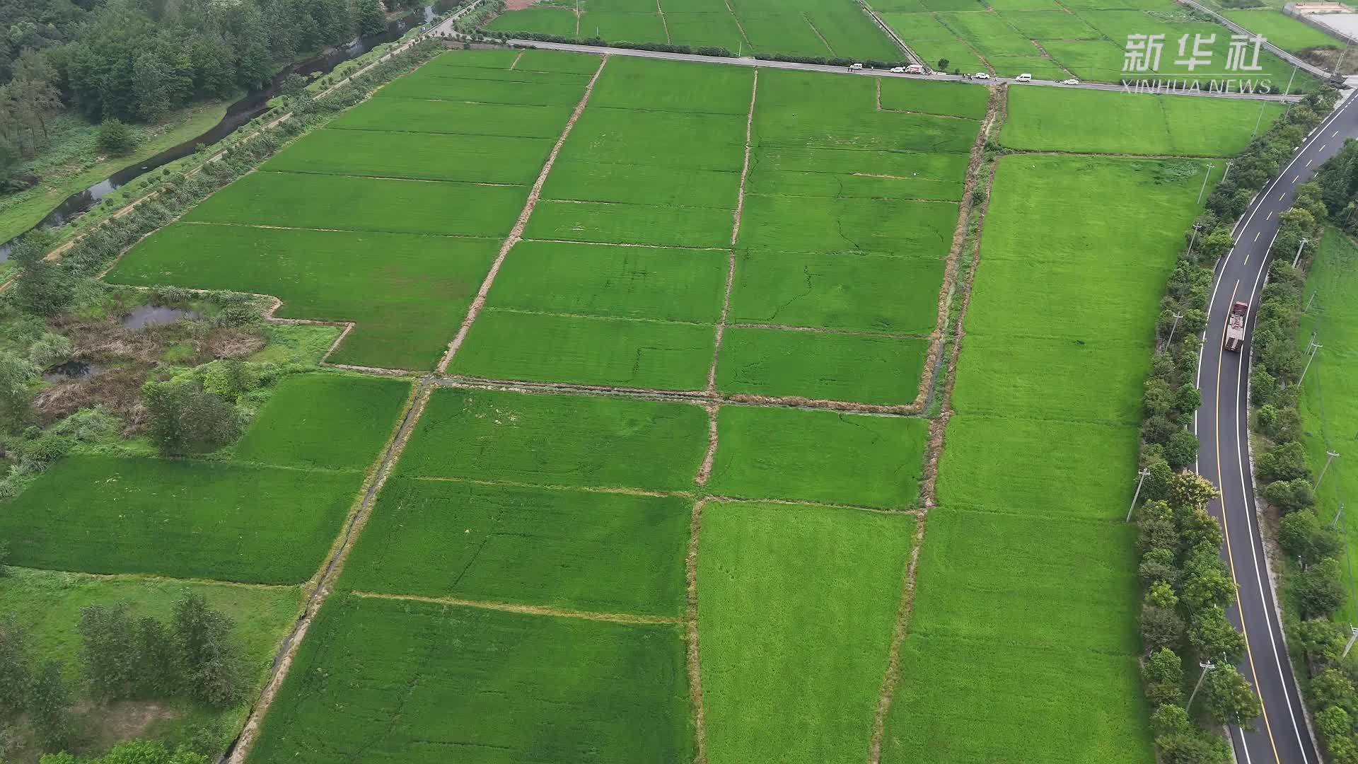 湖北黄石：科学精准防控“虫口夺粮”保丰收