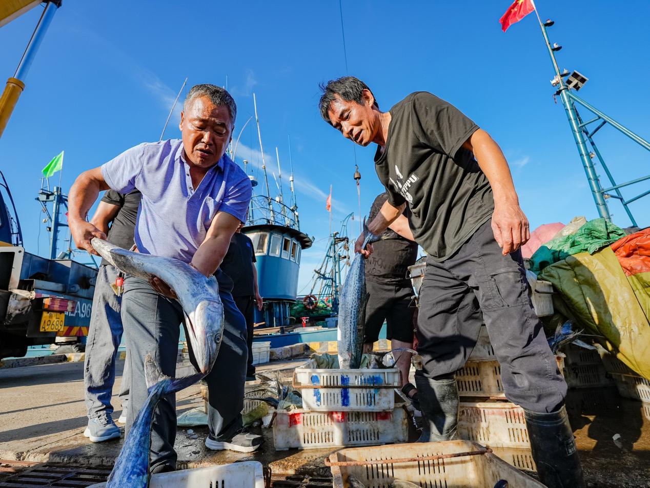 9月3日，市民正在挑选鲅鱼。薄林 摄