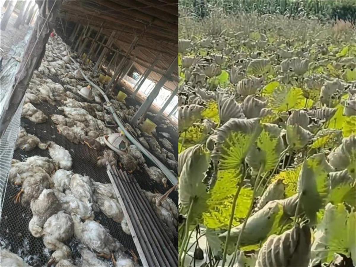 家禽死亡绿植枯萎(视频截图)