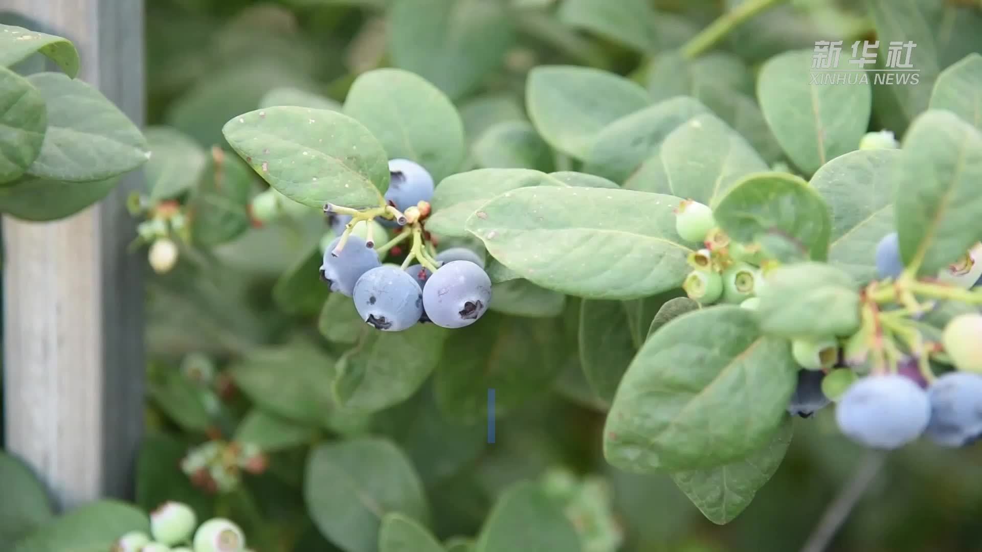 小蓝莓长成大产业——云南蒙自探索联农带农新机制