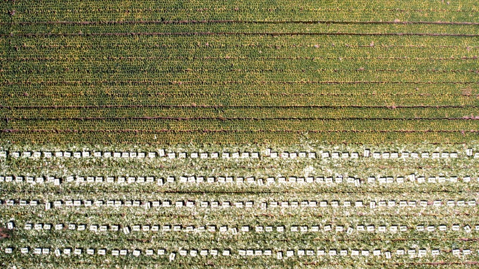 2万多亩高原夏菜喜丰收　永昌拎好致富“菜篮子”