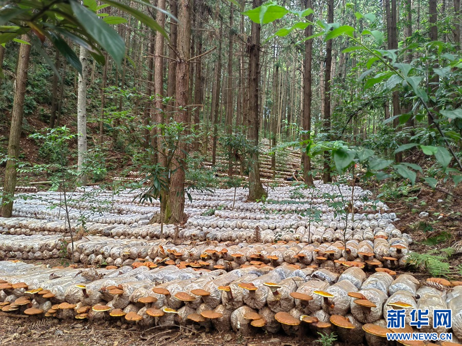 广昌:樟树灵芝迎丰收(图)