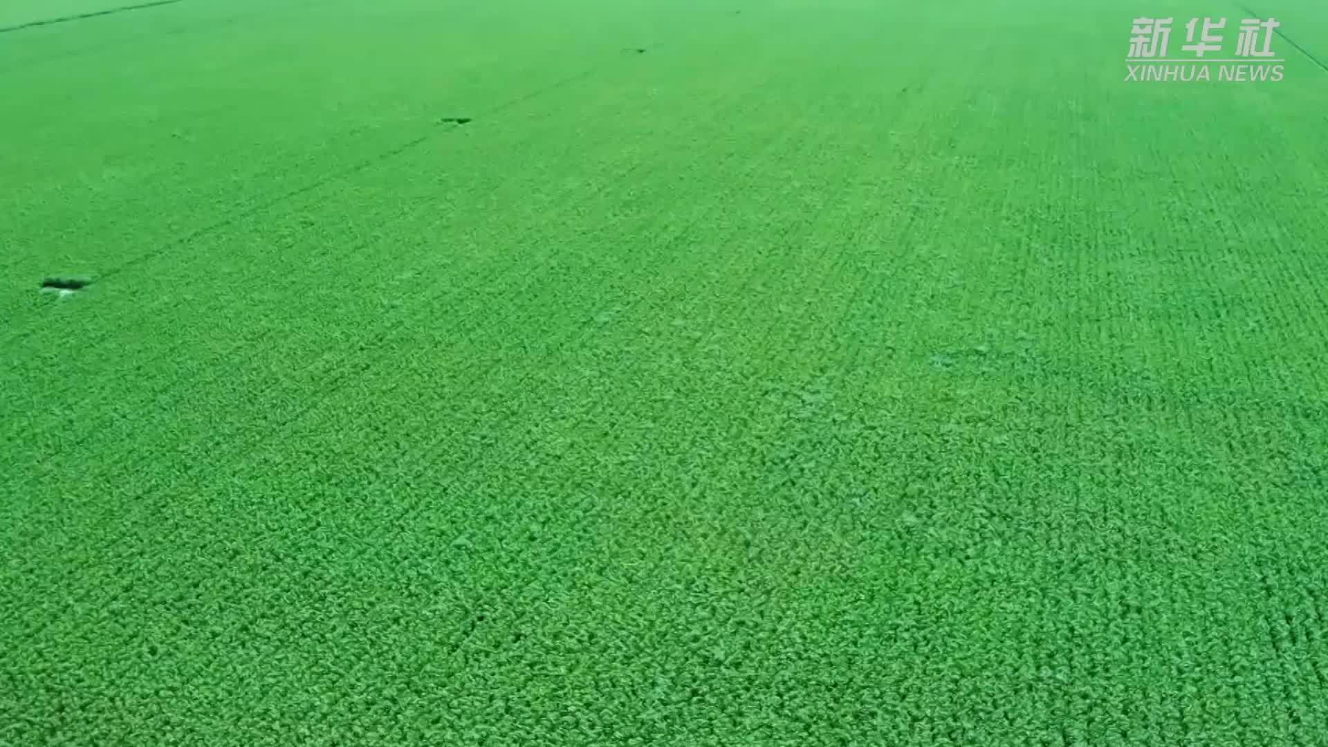 新疆昌吉：棉花田中忙测产