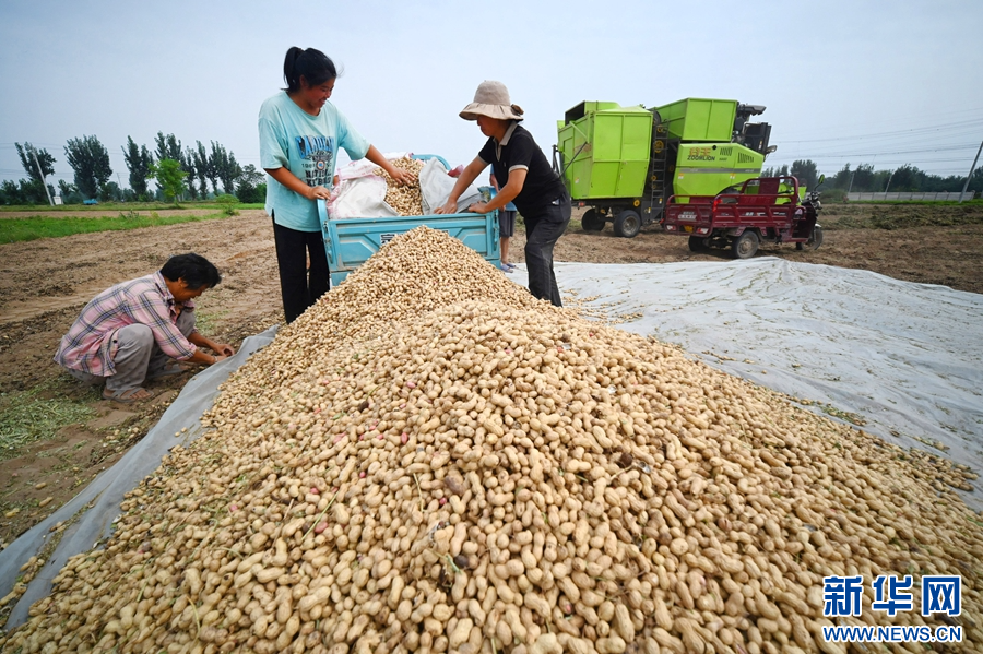 9月3日，河南省开封市鼓楼区仙人庄街道沙胡刘村，农民在收获花生。