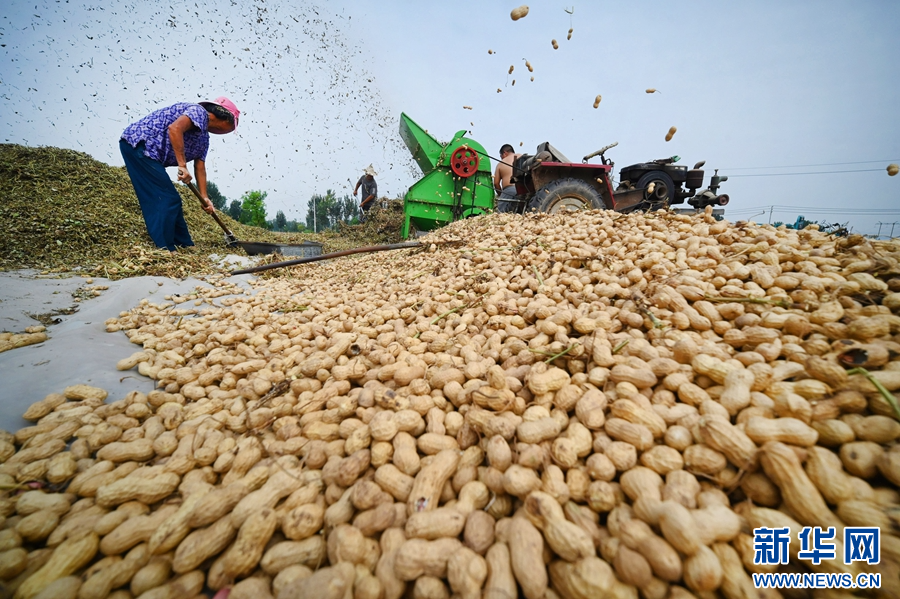 9月3日，河南省开封市鼓楼区仙人庄街道沙胡刘村，农民在收获花生。