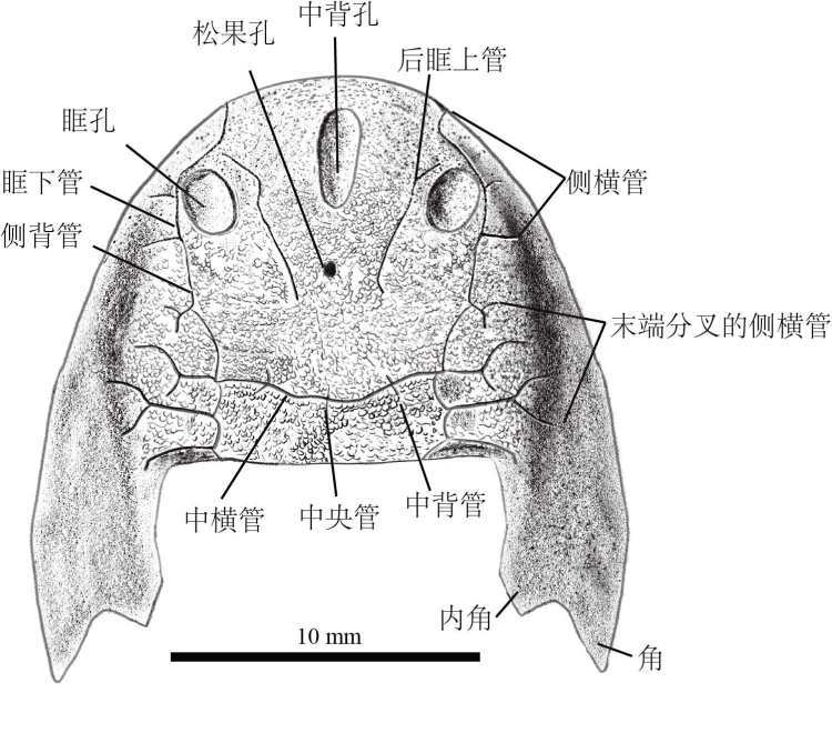 双叉苗家鱼头甲素描图