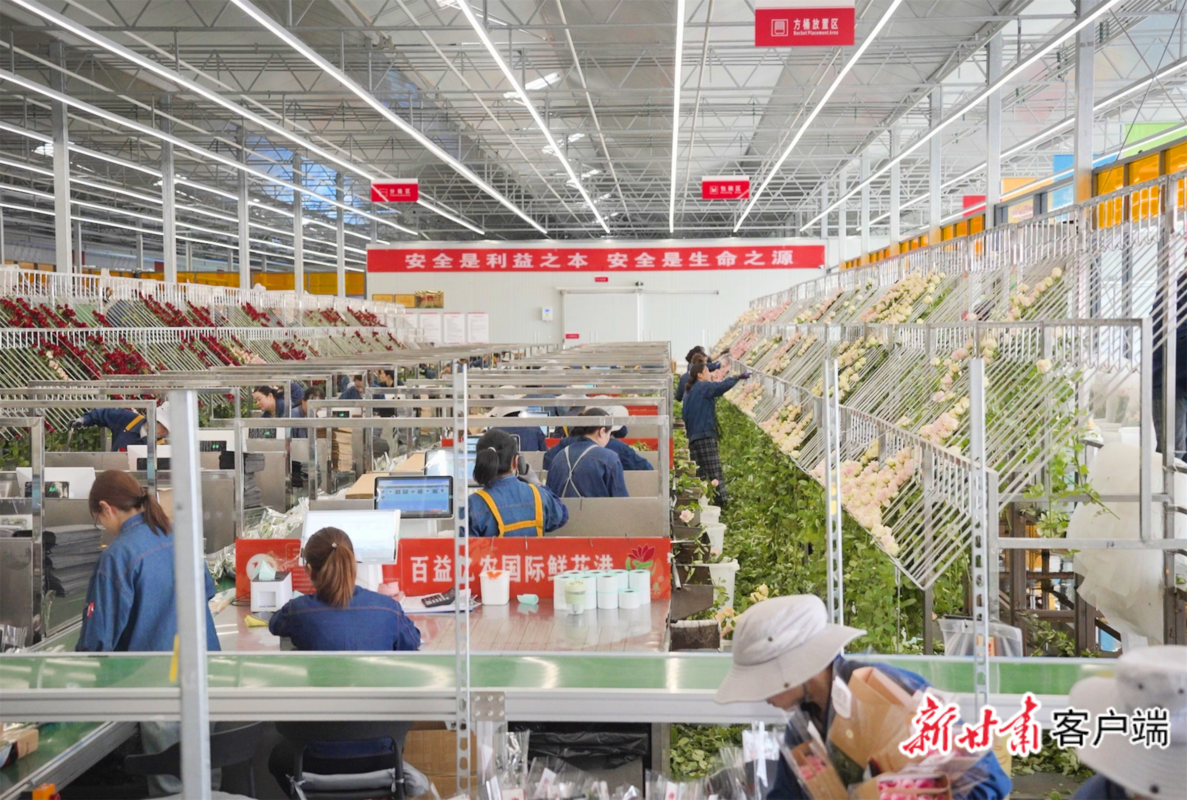 百益亿农国际鲜花港智能温室内，各个品种的玫瑰竞相绽放，花香四溢。