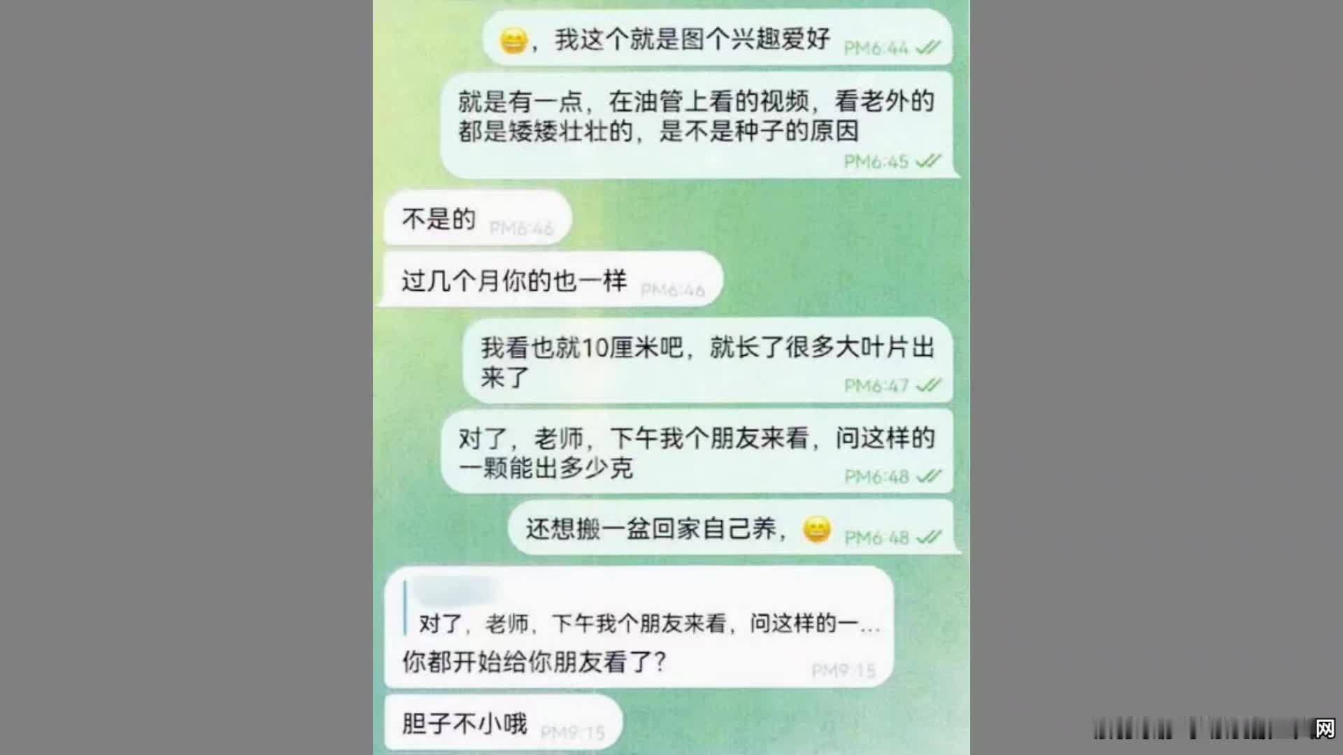 植物爱好者在线“开班”教授他人种植大麻，被判刑十个月，并处罚金