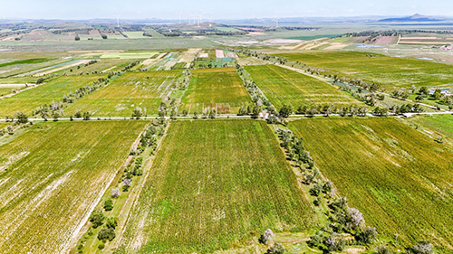8月30日，在位于沽源县白土窑乡四道营村的盐碱地综合利用示范点，航拍的藜麦新品种实验基地、规模化有机种植基地场景。 本报通讯员 李小永摄