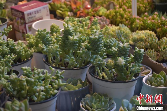 9月10日，江西南昌市东湖区千花伴花鸟市场内，商户提前摆好精致好看的花卉盆栽以及观赏鱼，迎接即将到来的中秋假期。据了解，千花伴花鸟市场从2002年开业至今，已经成为南昌市知名的花鸟市场。巫发阳 摄