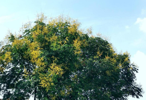 栾树花开 再现“黄金雨”凤凰网湖北_凤凰网