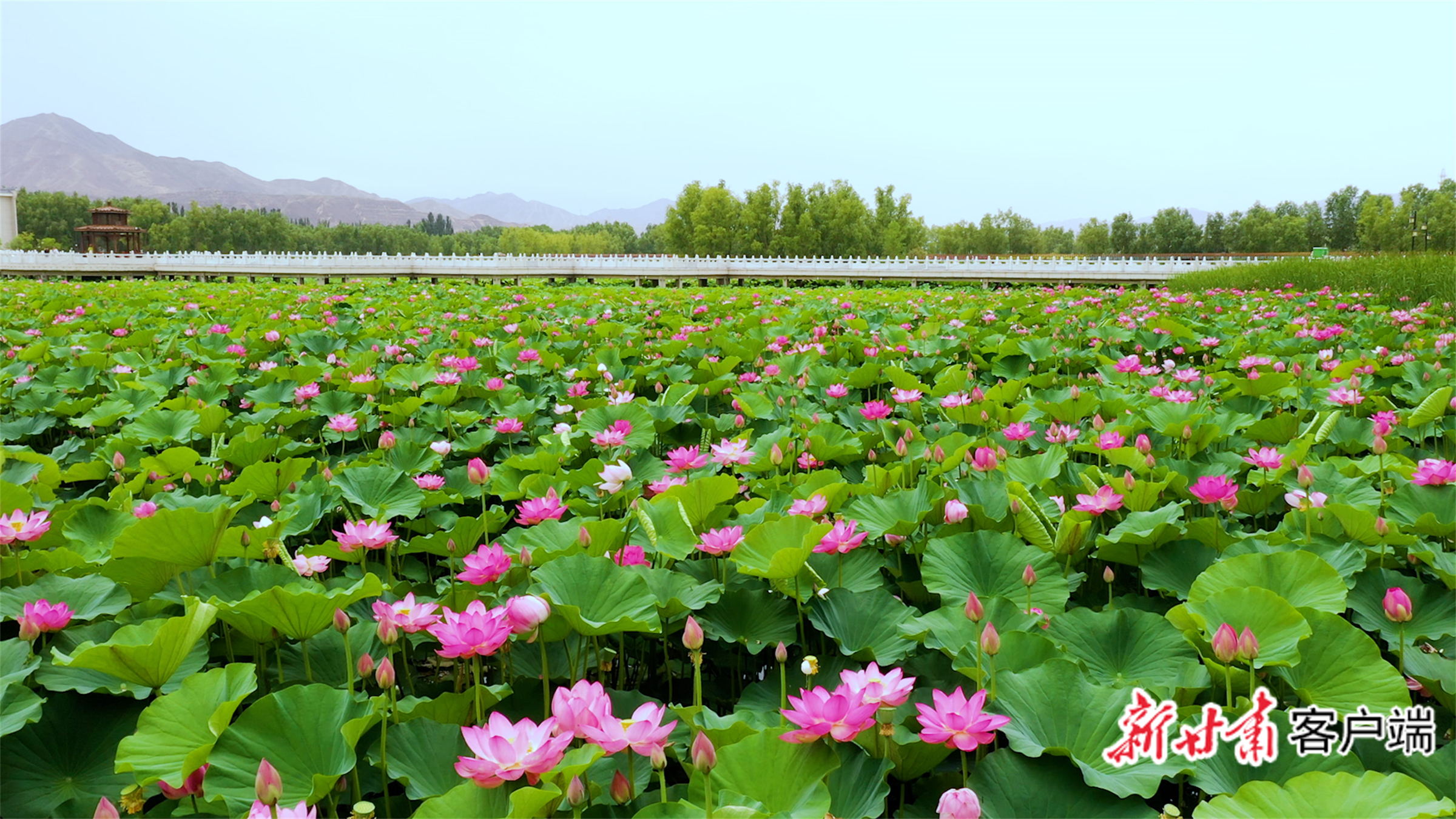 白银水川黄河湿地公园内荷花随风摇曳，一派生机盎然景象。