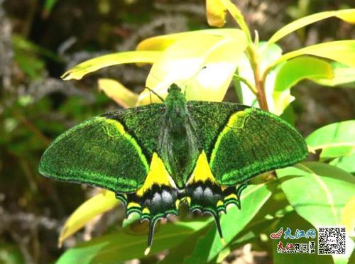 金斑喙凤蝶(资料图)