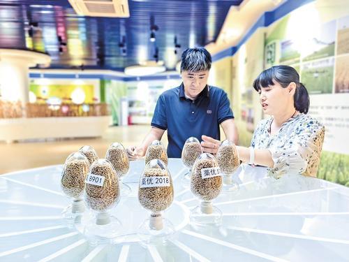 9月7日，在石家庄市藁城区农业科学研究所的“藁优麦”展厅，种粮大户李国奇（左）和科研人员交流强筋麦的品种和产量。 本报记者 郝东伟摄