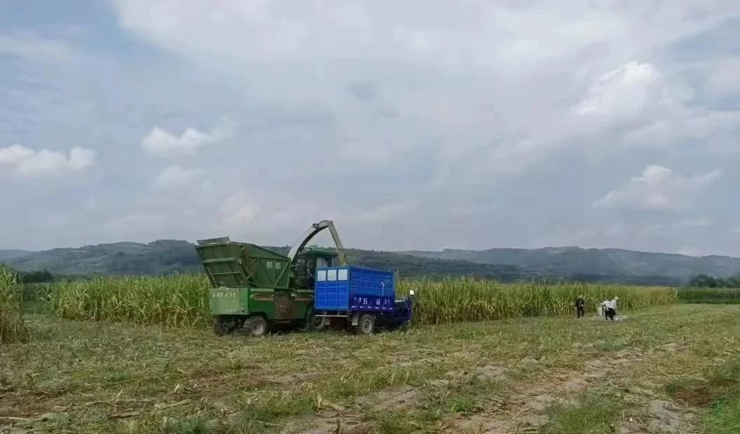 华亭“草罐头”备足管够　牛羊今冬开启嗨吃模式