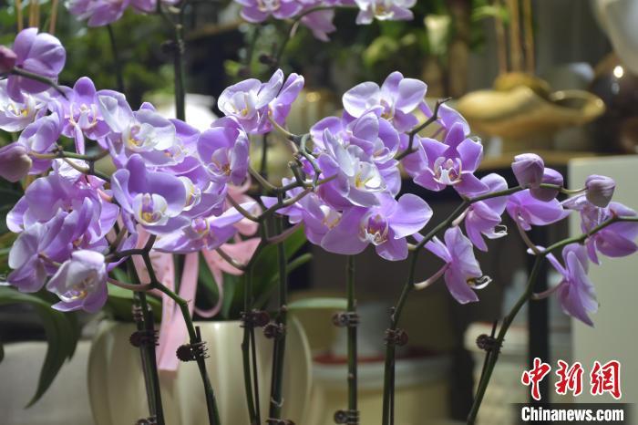 9月10日，江西南昌市东湖区千花伴花鸟市场内，商户提前摆好精致好看的花卉盆栽以及观赏鱼，迎接即将到来的中秋假期。据了解，千花伴花鸟市场从2002年开业至今，已经成为南昌市知名的花鸟市场。巫发阳 摄