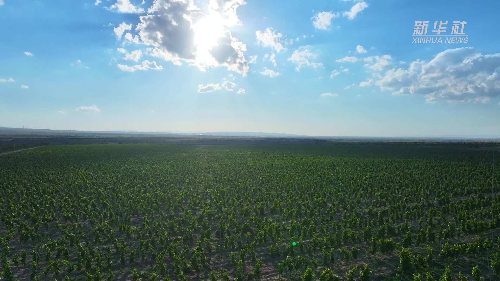 千城胜景｜宁夏红寺堡：葡萄酿酒忙 丰收新盛景