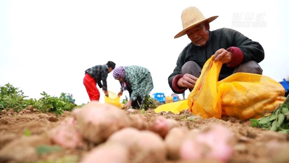 “中国马铃薯之乡”步入收获季