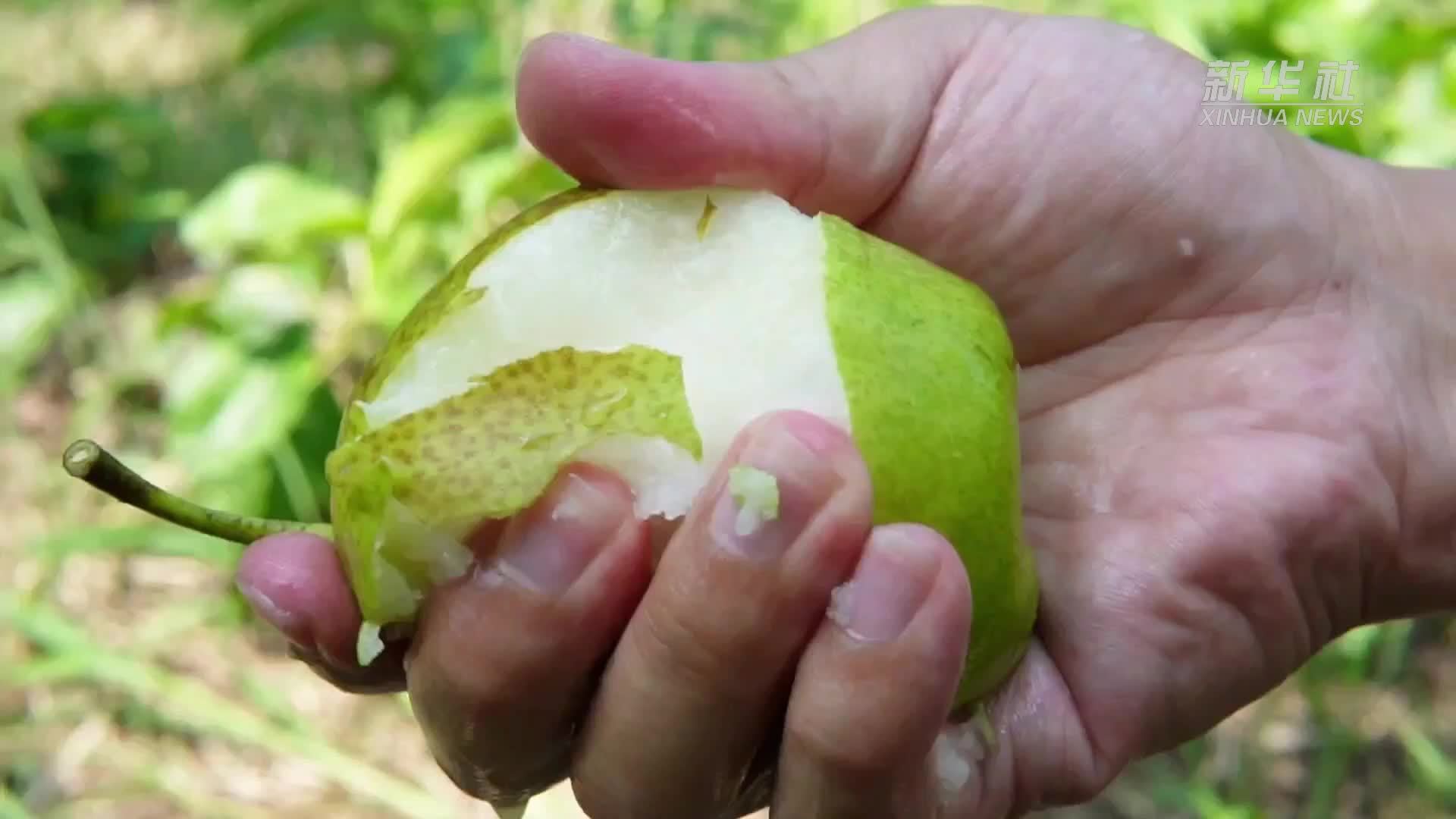 山东惠民：黄河畔 风吹梨香来
