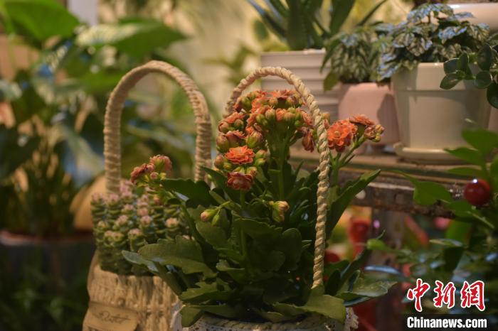 盆栽花卉市场 632C555CBA284A2B970435FF3E74F5FC8846FBE8_size48_w700_h466.jpg