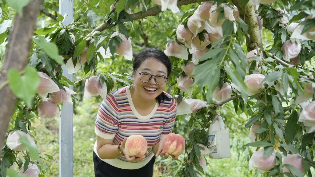 游客在桃园采摘桃子