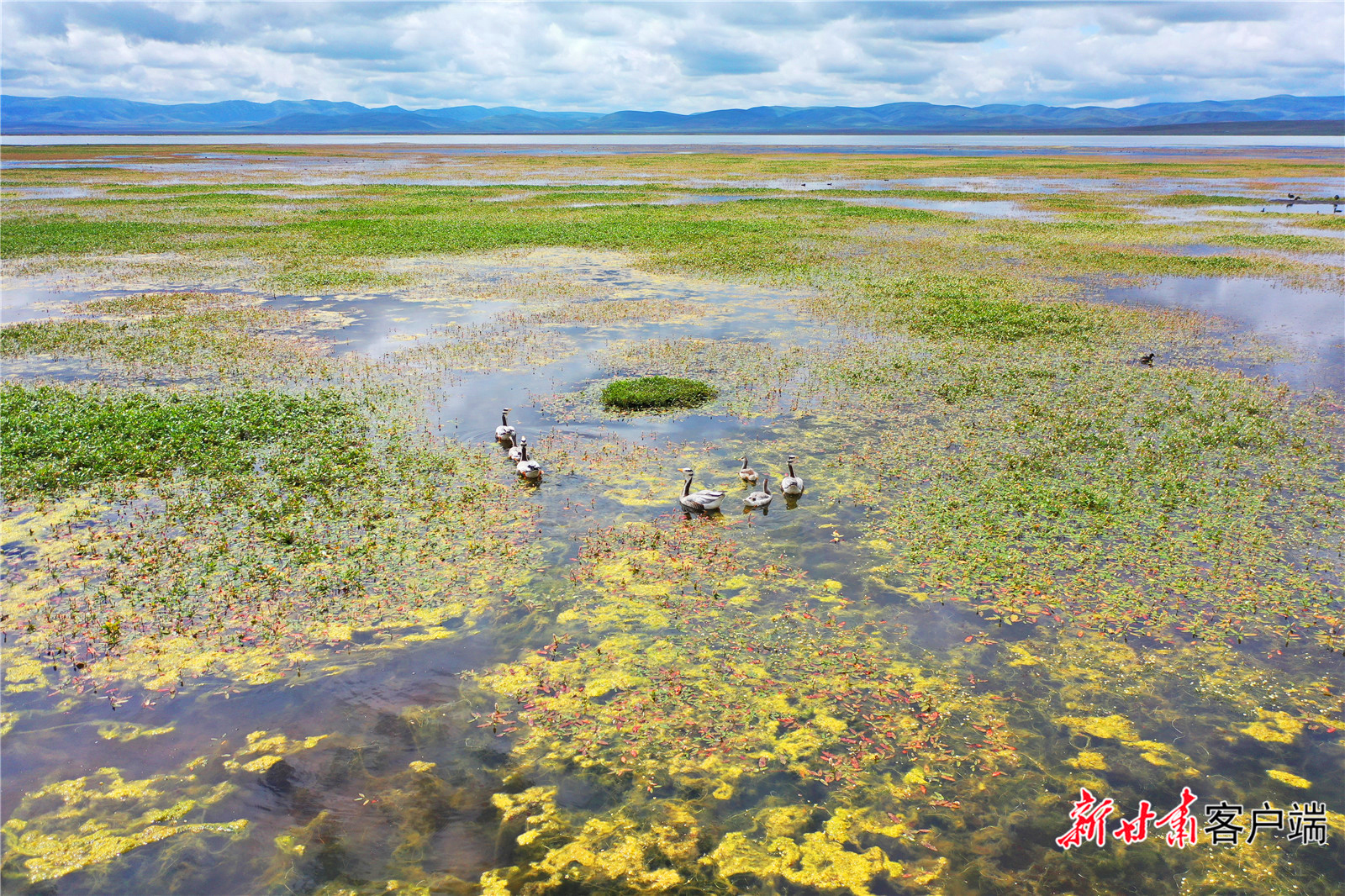 尕海湖成为鸟类天堂