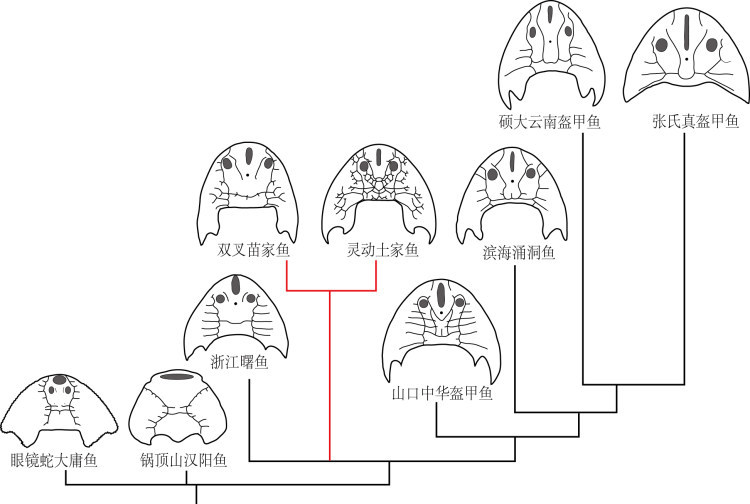 双叉苗家鱼头甲素描图