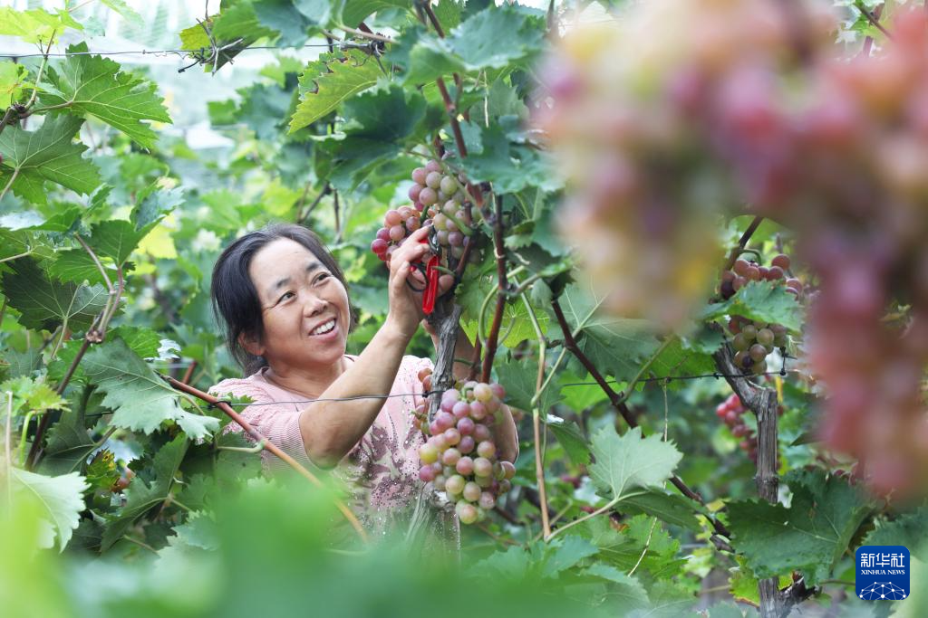 9月7日，河北省唐山市丰润区石各庄镇陈各庄村农民在采摘葡萄。