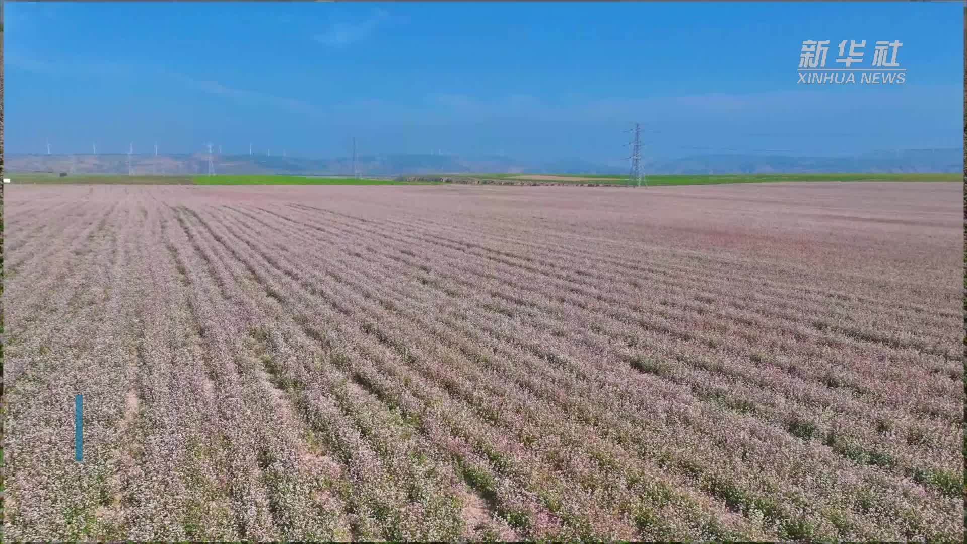 宁夏同心：荞麦花开