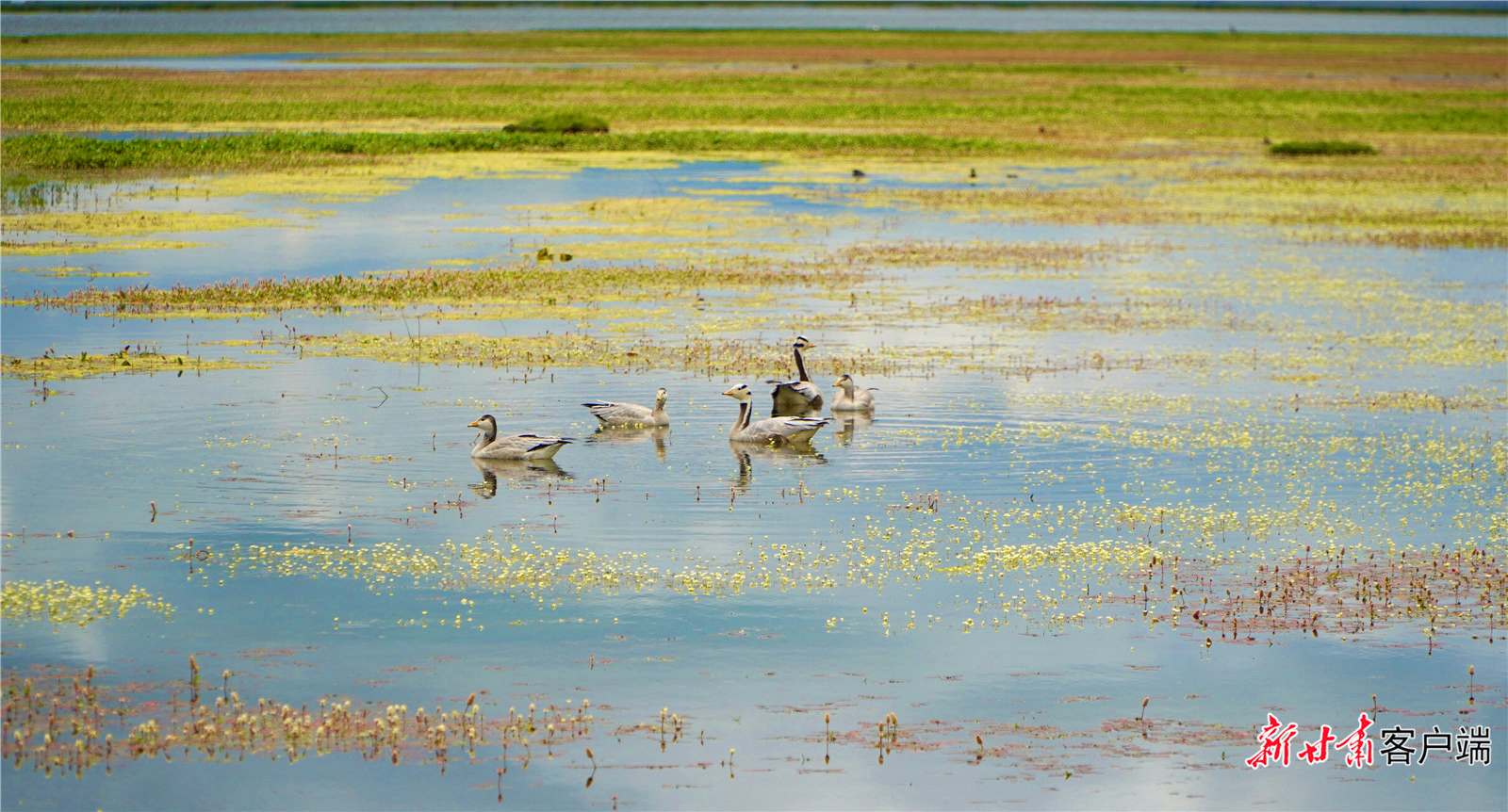 尕海湖面，斑头雁正在畅游嬉戏。