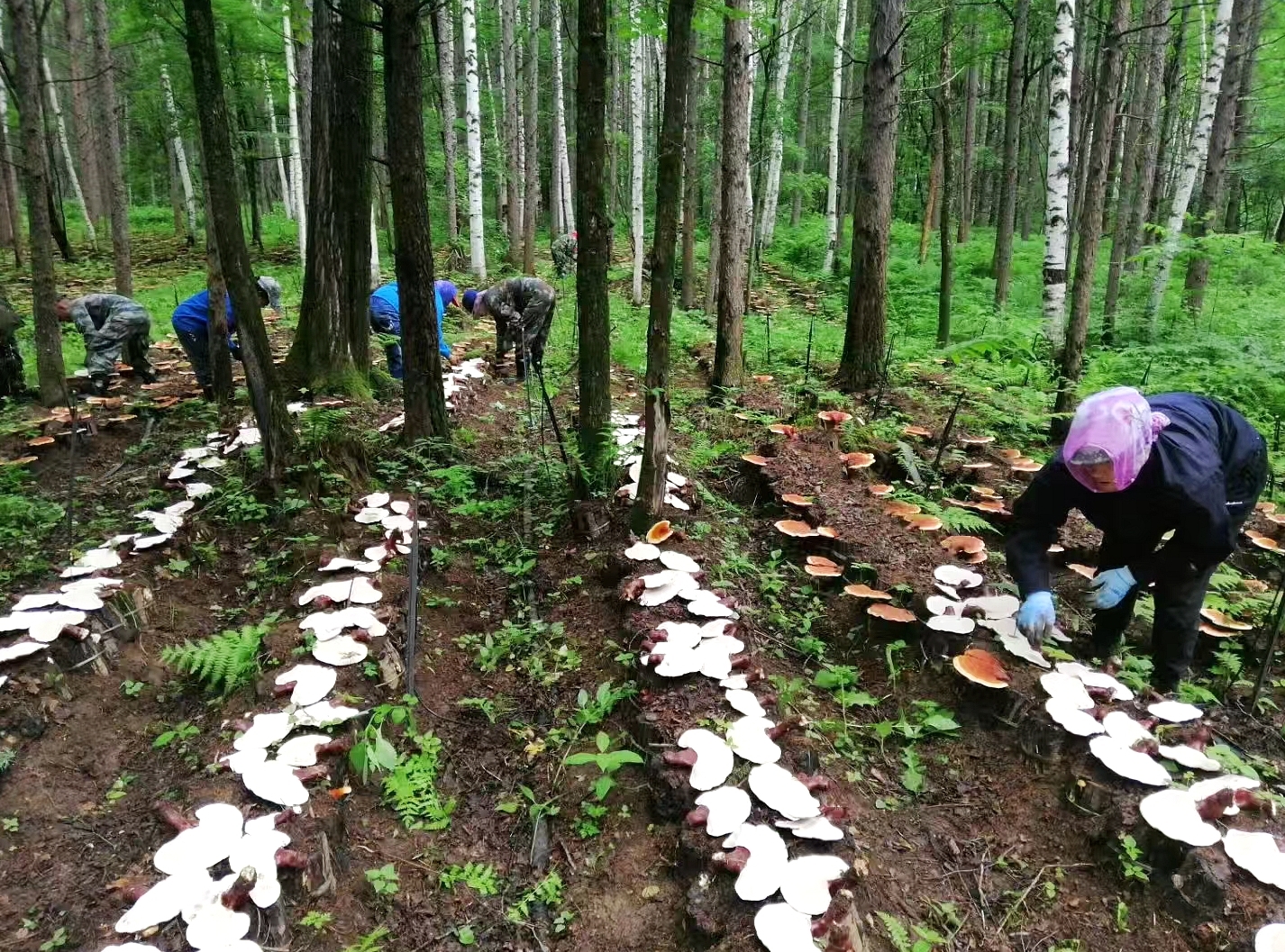 近年来,为做大做强灵芝产业,泉阳镇种植户创新开展了灵芝品种选育